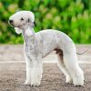 Bedlington Terrier Diamond Paintings