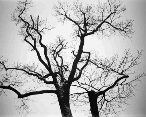 Black And White Trees Diamond Paintings