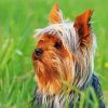 Australian Terrier Diamond Paintings