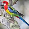 Eastern Rosella Bird Diamond Paintings