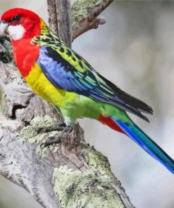 Eastern Rosella Bird Diamond Paintings