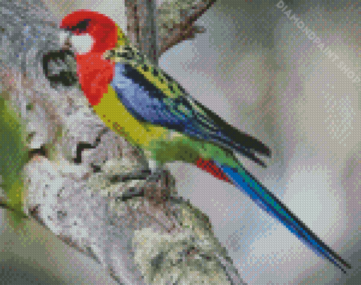 Eastern Rosella Bird Diamond Paintings