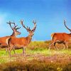 Highland Stag Animals Diamond Paintings