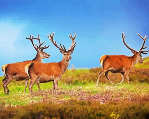 Highland Stag Animals Diamond Paintings