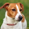 Jack Russell Terrier Diamond Paintings