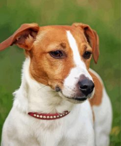 Jack Russell Terrier Diamond Paintings