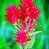 Indian Paintbrush Diamond Paintings