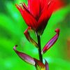 Red Indian Paintbrush Diamond Paintings