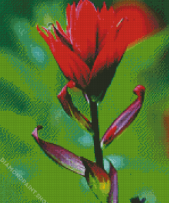 Red Indian Paintbrush Diamond Paintings