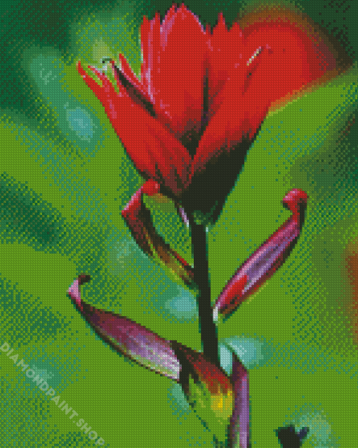 Red Indian Paintbrush Diamond Paintings