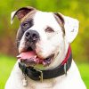 American Bulldog Diamond Paintings