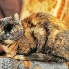 Tortoiseshelle Cat Diamond Paintings