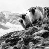 Valais Blacknose Sheeps Diamond Paintings