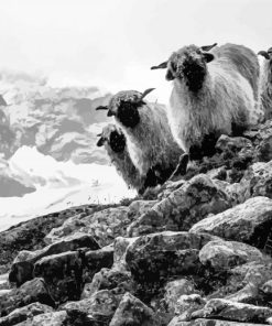 Valais Blacknose Sheeps Diamond Paintings