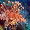 Aesthetc Lionfish Diamond Paintings