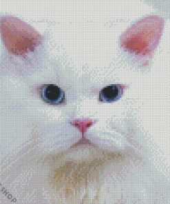 White Persian Kitty Diamond Paintings