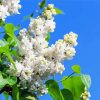 White Lilac Tree Diamond Paintings