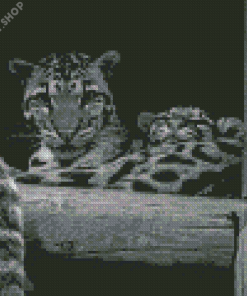 Monochrome Baby Tiger Diamond Paintings