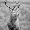 Monochrome Highland Stag Diamond Paintings