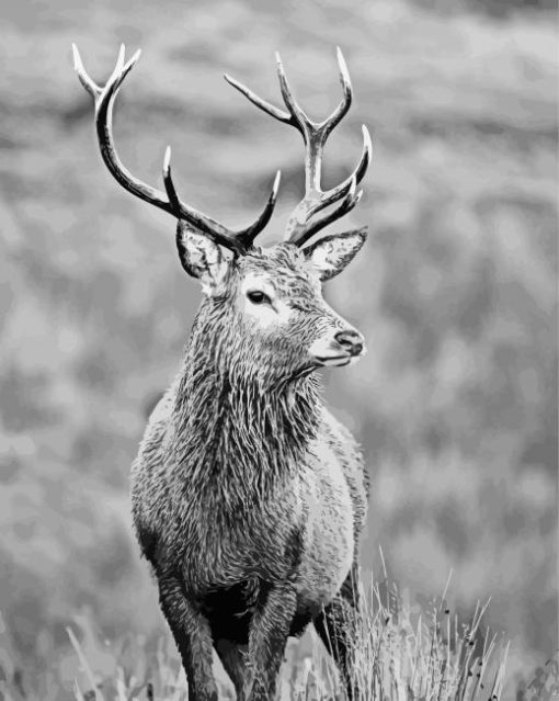 Monochrome Highland Stag Diamond Paintings