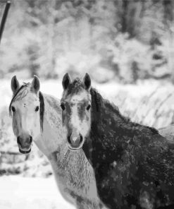 Monochrome Farm Horses Diamond Paintings