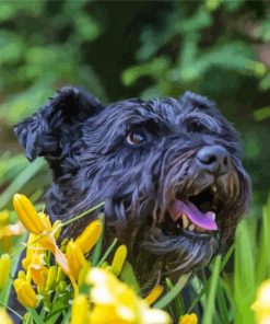 Black Cairn Terrier Dog Diamond Paintings