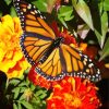 Marigolds With Butterfly Diamond Paintings