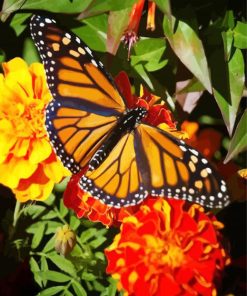 Marigolds With Butterfly Diamond Paintings