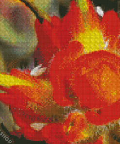 Close up Indian Paintbrush Diamond Paintings