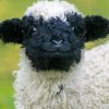 Cute Blacknose Sheep Diamond Paintings