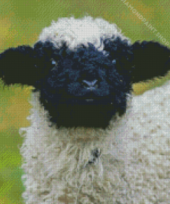 Cute Blacknose Sheep Diamond Paintings