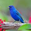 Blue Indigo Bunting Diamond Paintings