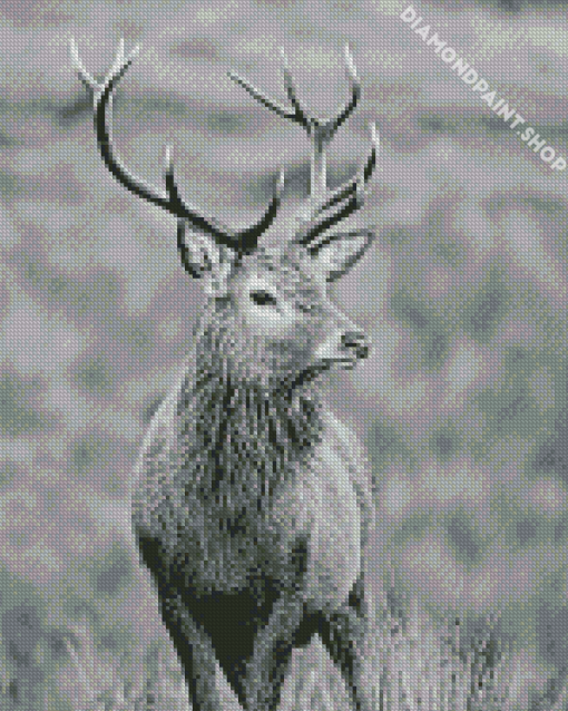 Monochrome Highland Stag Diamond Paintings