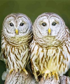 Couple Owl Birds Diamond Paintings