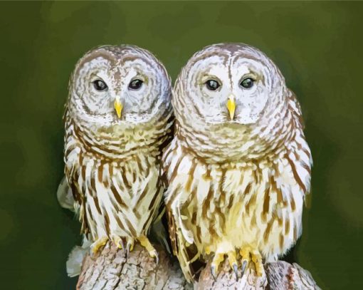 Couple Owl Birds Diamond Paintings