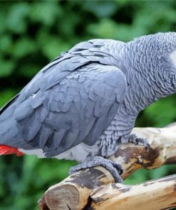 African Grey Parrot Diamond Paintings