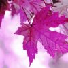 Autumn Purple Leaf Diamond Paintings