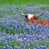 Longhorn In Bluebonnets Field Diamond Paintings