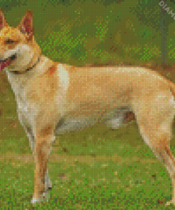 Carolina Dog Diamond By Paintings