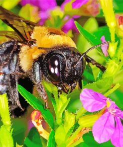 Close Up Bumble Bee Diamond By Paintings