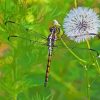 Cute Dragonfly And Dandelion Diamond Paintings