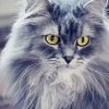 Fluffy Grey Cat Diamond Paintings