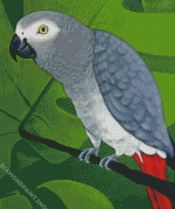 Grey Parrot Diamond Paintings