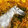 Horse In Fall Leaves Diamond Paintings