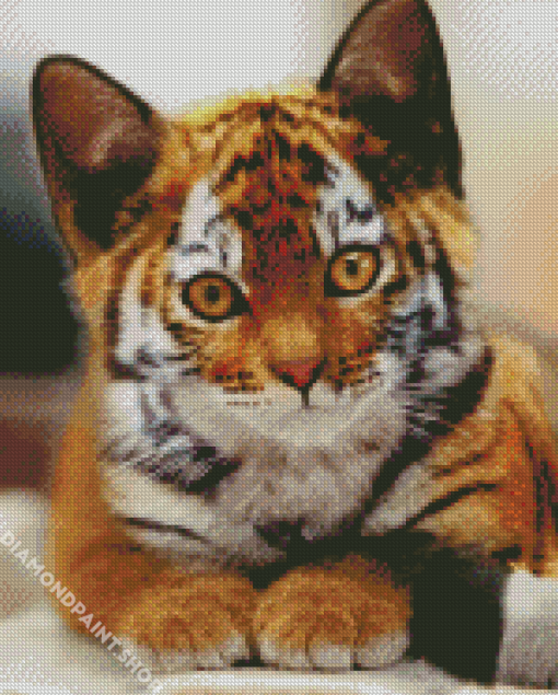 Kitten Tiger Diamond Paintings