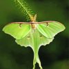 luna Moth Diamond Paintings