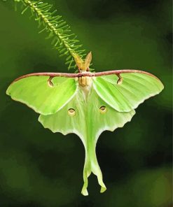 luna Moth Diamond Paintings