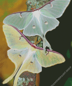 Luna Moth Insects Diamond Paintings