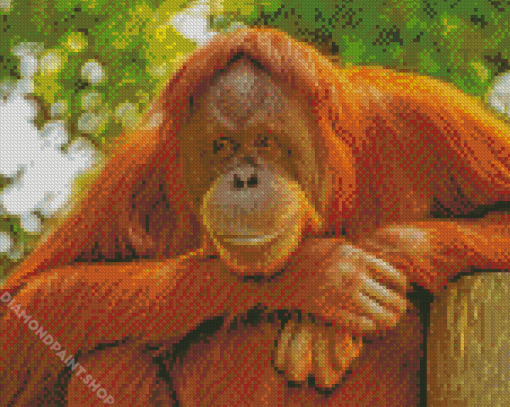 Orangutans Animal Diamond Paintings