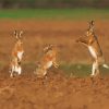 Rabbits Dancing Diamond Paintings